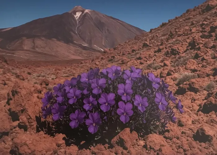 Violeta Del Teide